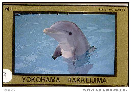 DOLFIJN Dolphin Op Telefoonkaart (9) - Dauphins