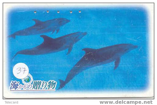 DOLFIJN Dolphin Op Telefoonkaart (37) - Dauphins