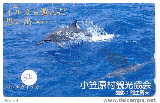 DOLFIJN Dolphin Op Telefoonkaart (56) - Dolphins