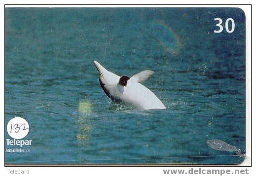 Telecarte DAUPHIN Dolphin DOLFIJN Delphin (132) - Poissons