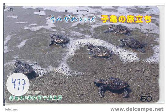 Sea Turtle – Tortoise – Tortuga Marina – Schildkroete – Tartaruga – Tortue – Turtle (477) - Turtles