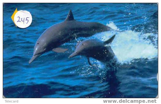 Telecarte DAUPHIN Dolphin DOLFIJN Delphin (245) - Peces