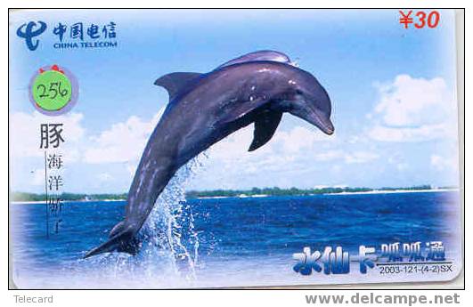 Telecarte DAUPHIN Dolphin DOLFIJN Delphin (256) - Peces