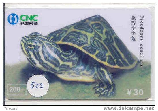 Turtle – Tortoise – Tortuga Marina – Schildkroete – Tartaruga – Tortue – Schildpad (502) - Turtles