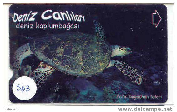 Turtle – Tortoise – Tortuga Marina – Schildkroete – Tartaruga – Tortue – Schildpad (503) - Schildpadden