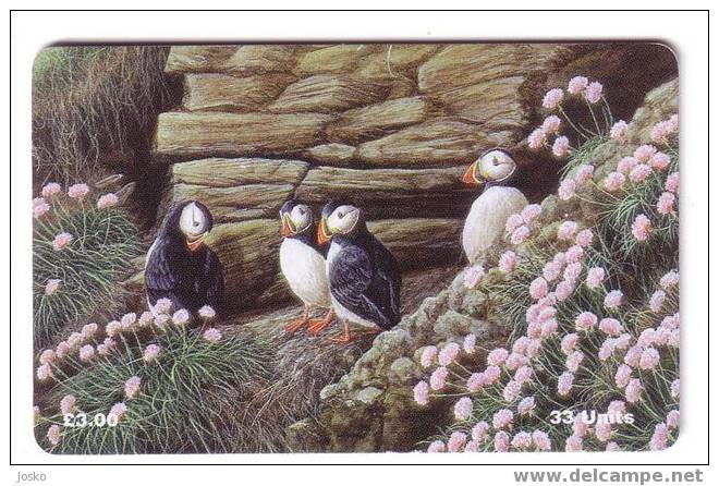 PUFFIN ( Isle Of Man Rare Card ) IOM *** Macareux - Shearwater - Papageitaucher - Frailecillo - Puffino - Puffins - Man (Ile De)