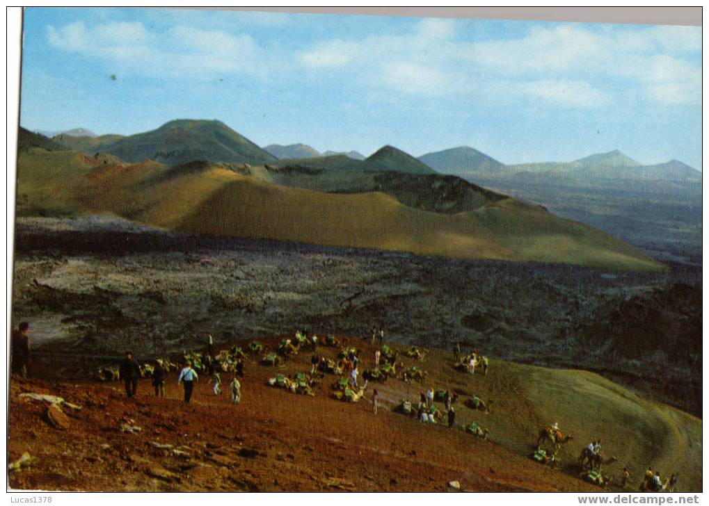 LANZAROTE / MONTAGNE DU FEU / CARAVANE DE CHAMEAUX - Lanzarote