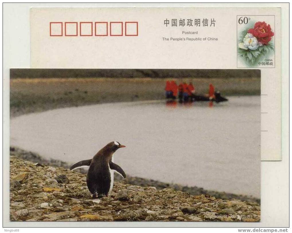 China 2000 Antarctic Penguin Postal Stationery Card #9 - Antarctic Wildlife