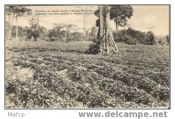 BASOKO - Plantation De Patates Douces - Cultures