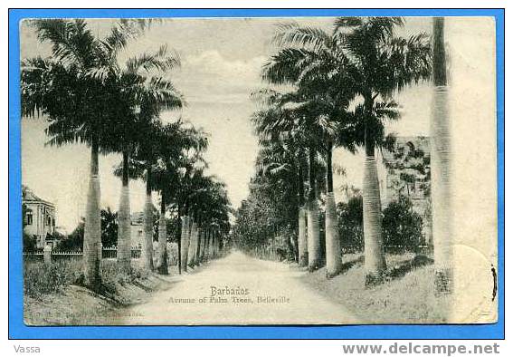 BARBADE. BARBADOS. Avenue Of Palm. Belleville.Written In 1904 - Barbados