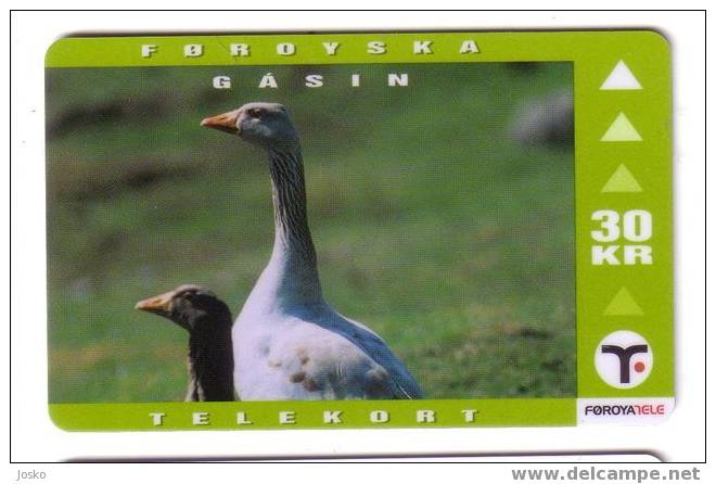 FAROESE GOOSE ( Faroe Islands ) Oie Oca Ganso Gans Anser * Feroe Iles - Féroé (Iles)