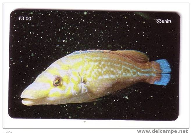 ISLE OF MAN - Man ( Ile De ) - Undersea - Underwater - Marine Life - Fish - Fisch – Poisson - Pez - Pesci - Rare Card - Isla De Man