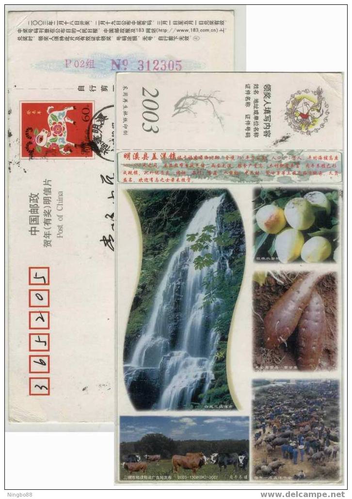Bailan Three Steps Waterfall,Ox Festival,Purple Sweet Potato,China 03 Mingxi Country Advertising Postal Stationery Card - Hoftiere
