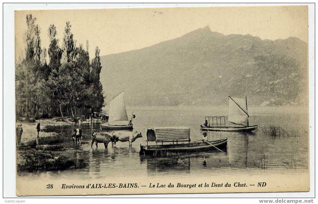 H137 - Le Lac Du BOURGET Et La Dent Du Chat (jolie Carte Avec Bateaux Et Bétail) - Le Bourget Du Lac