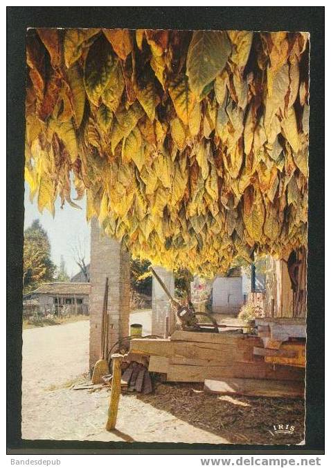 CPSM - Richesse De La Gascogne - Le Tabac (Théojac 46 /188) - Cultivation