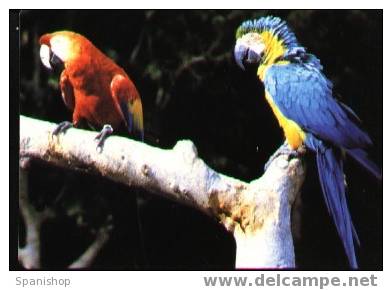 Pocket Calendar Parrot Loro Animal  Almanaque - Other & Unclassified