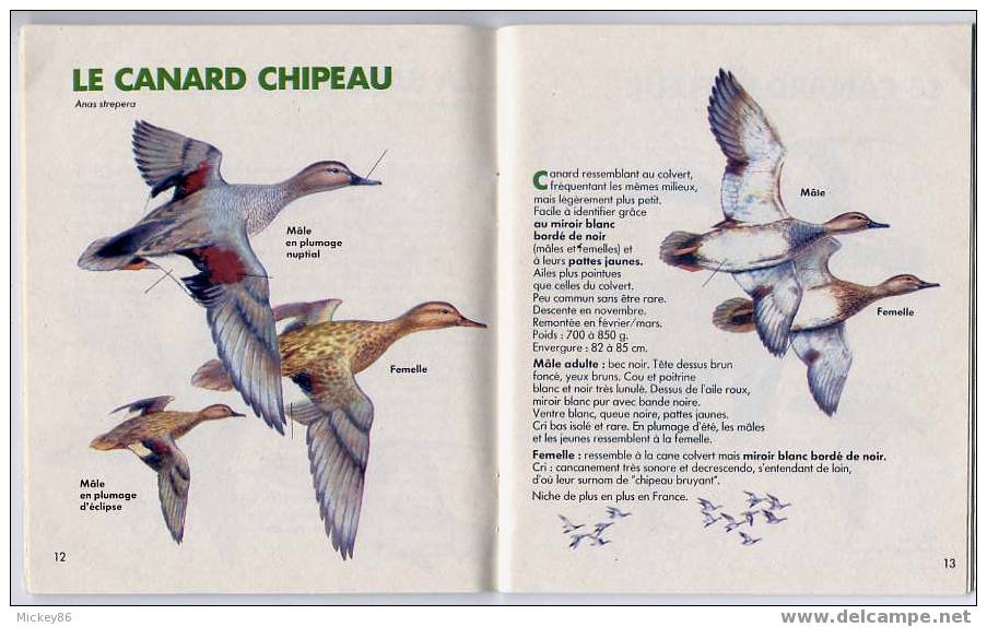 Le Petit Livre Vert Du Chasseur--1981--Canard--Oie--Espèces Sauvegardées Comment Les Reconnaitre? Nombreuses Photos----- - Jacht/vissen