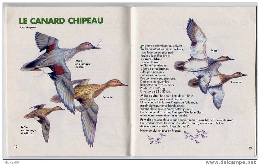 Le Petit Livre Vert Du Chasseur--1981--Canard--Oie--Espèces Sauvegardées Comment Les Reconnaitre? Nombreuses Photos----- - Chasse/Pêche