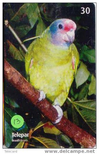 PERROQUET Parrot PAPAGEI Papagaai Telecarte (13) - Papageien