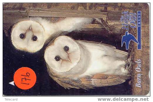 OWLHIBOU EULE Uil On Phonecard (176) - Uilen