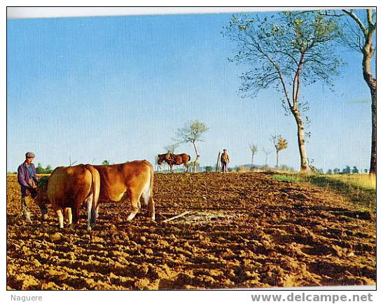 LES PETITS METIERS DE CHEZ NOUS -  LE LABOUREUR   -  ATTELAGE DE BOEUF  -  CPM COULEUR PP 13 - Spannen