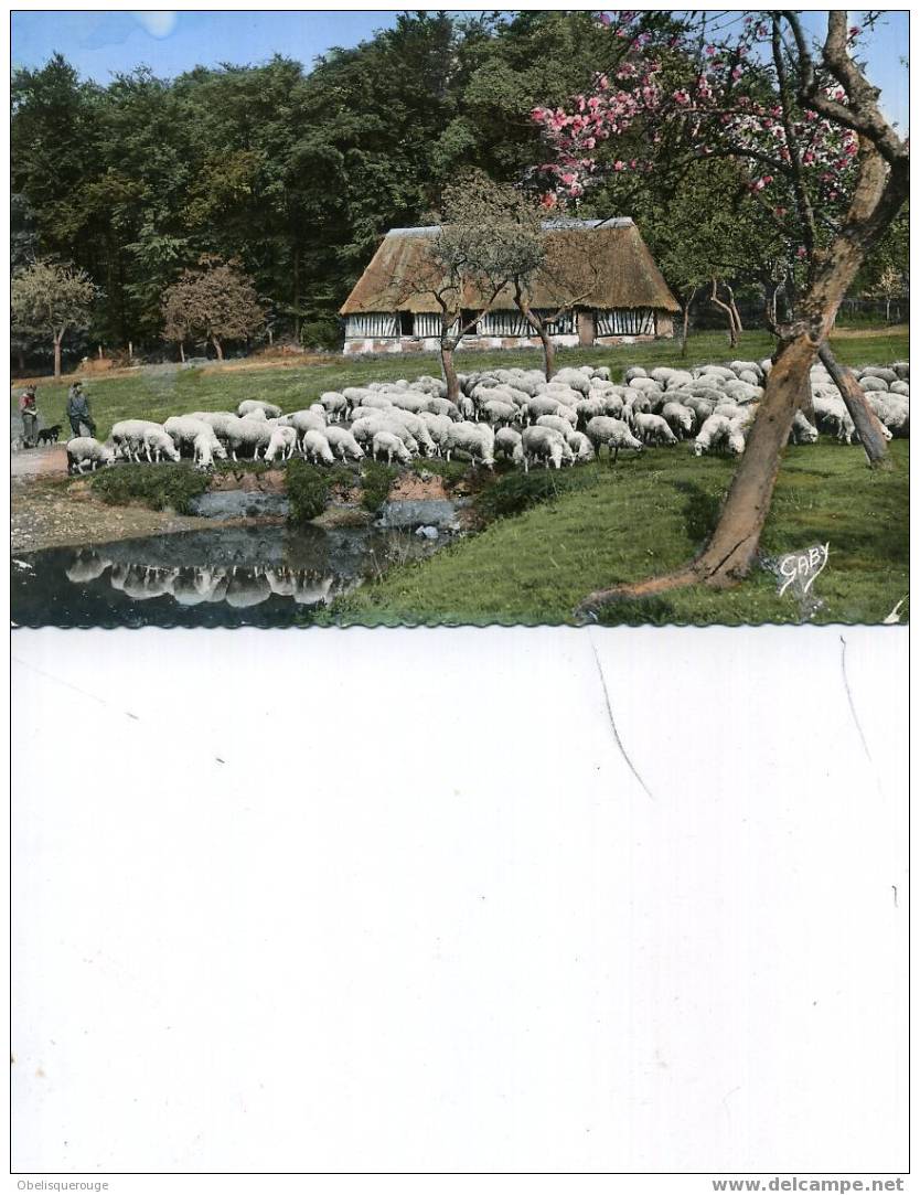 14 OU 76 MOUTONS AU PACAGE NORMANDIE SM 1961 ARTAUD - Elevage