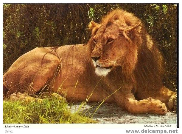 LION / LÖWE - SAFARI PARK AFRICAIN - Lions