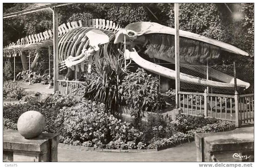 LUC SUR MER 14 - La Baleine échouée Au Musée Municipal - Luc Sur Mer