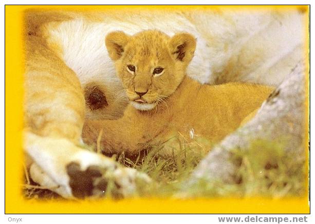 LION / LÖWE - Lions