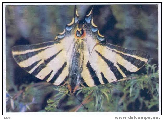 Butterfly. Russian Postcard - Papillons