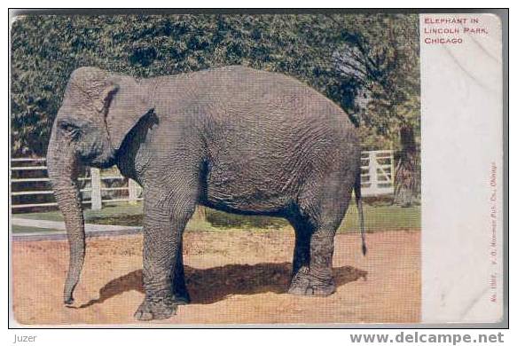 Elephant From Lincoln Park. Old And Vintage Postcard - Elefantes