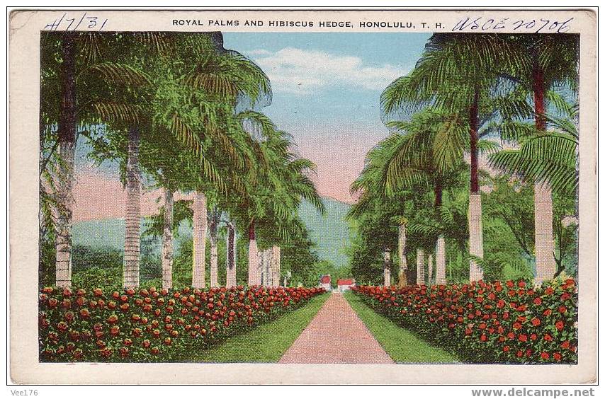 AMERIQUE / ETATS-UNIS / HI-HAWAII / HONOLULU / Royal Palms And Hibiscus Hedge - Honolulu