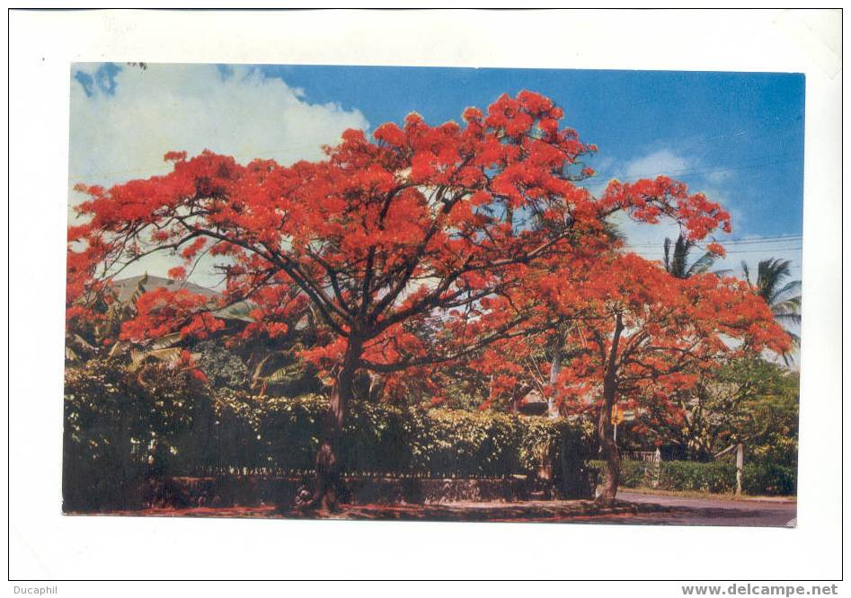 OCEANIE THIS FLAME TREE OF TROPICAL GRANDEUR BLOOMS MOST PROFUSELY ABOUT CHRISTMAS TIME - Fiji