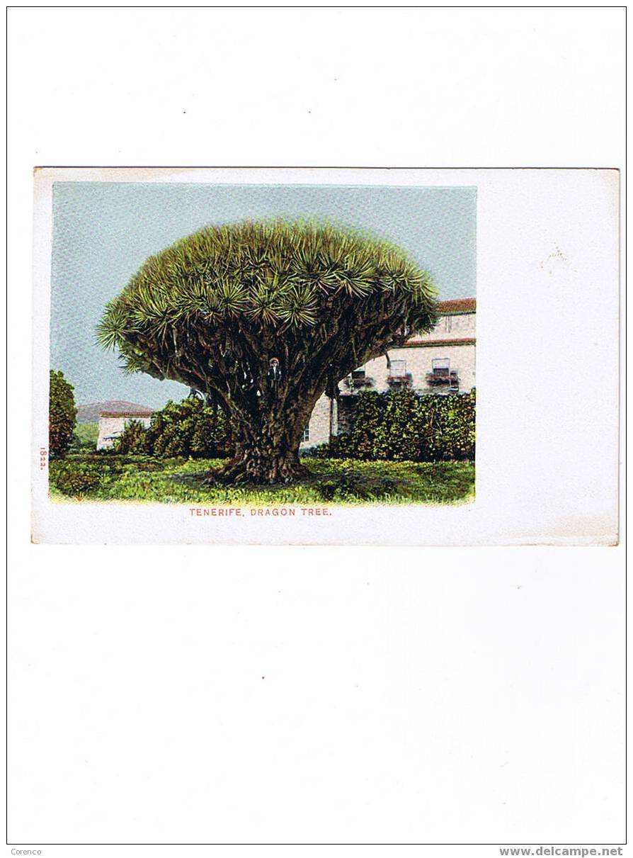 TENERIFE    C 53  Dragon Tree - La Palma