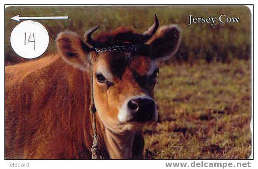VACHE KUH COW KOE VACA MUCCA Telecarte (14) - Vacas