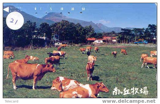 VACA VACHE KUH COW KOE MUCCA Tarjeta (21) - Cows