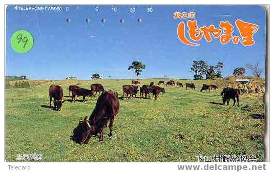 COW VACA VACHE KUH KOE MUCCA On Phonecard (99) - Vacas