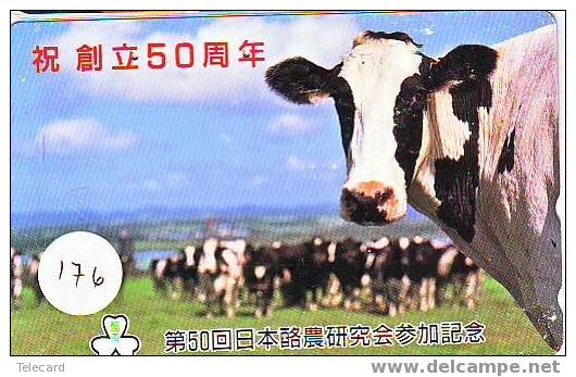 VACHE KUH COW KOE VACA MUCCA Telecarte (176) - Cows