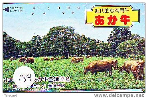 COW VACA VACHE KUH KOE MUCCA On Phonecard (184) - Vacas