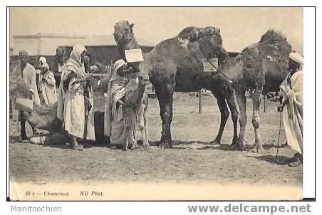 CONCOUR AGRICOLE DE CHAMEAUX 1er PRIX RARE - Elevage