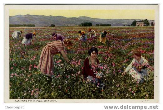 Gathering Sweet Peas - Cultivation