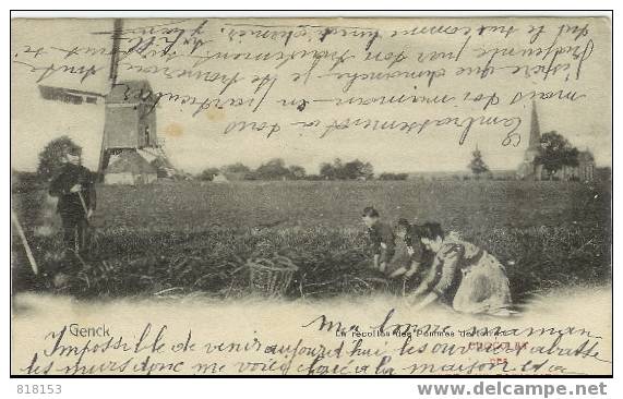 Genck  La Récolte Des Pommes De Terre  MOLEN - Genk