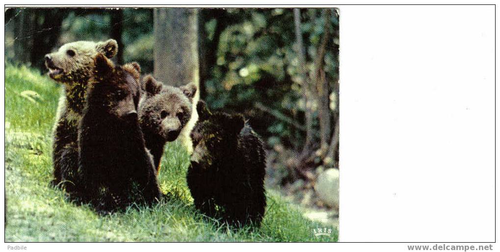 Carte Postale Thoiry  Ours En Liberté Dans La Réserve Du Chateau - Thoiry