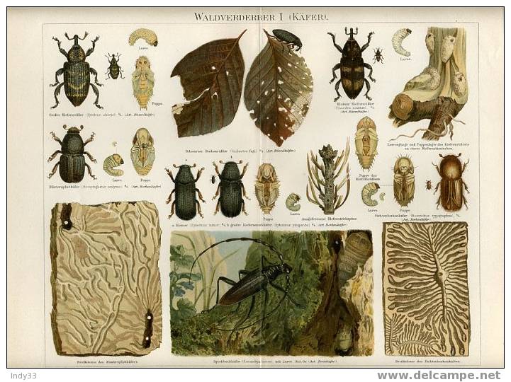 "WALDVERDERBER I (KÄFER) - COLEOPTERES XYLOPHAGES" . LITHO DU XIXe S. - Lithographies