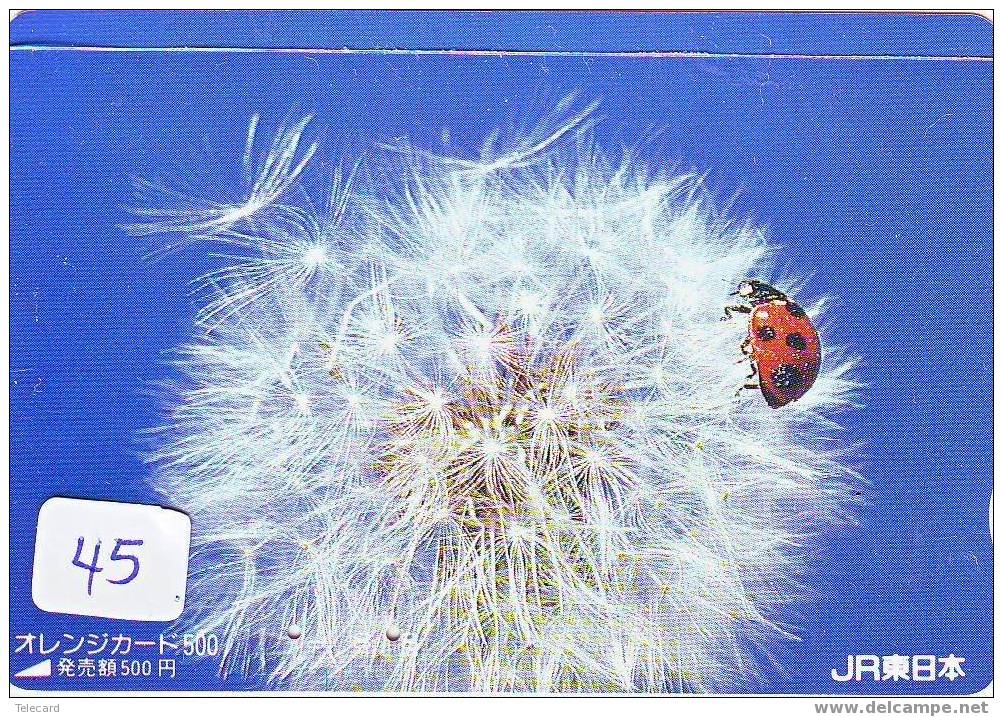 COCCINELLE KÄFER  Lieveheersbeestje LADYBIRD Carte (45) - Ladybugs