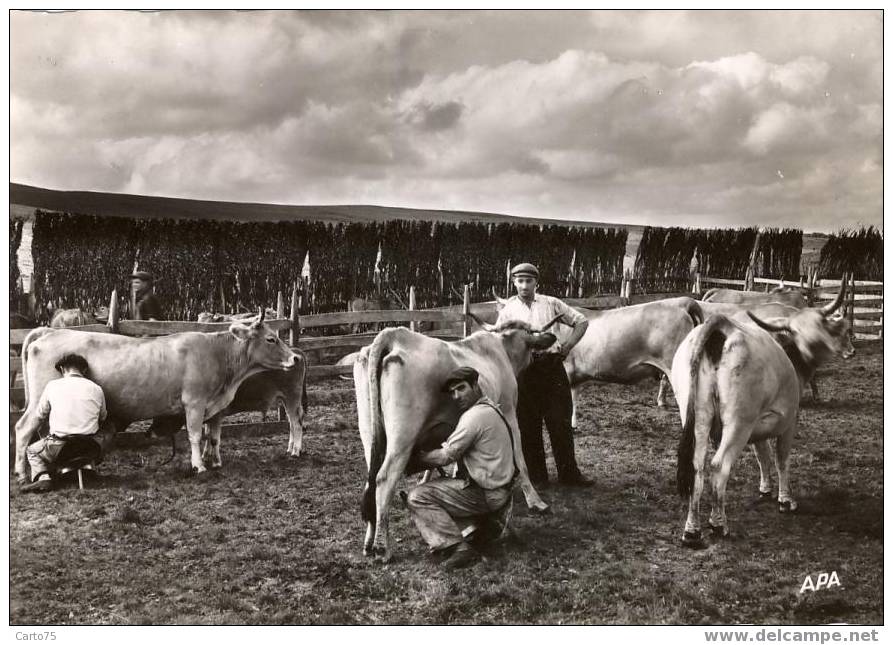 AUBRAC 12 - Pâturage - Sonstige & Ohne Zuordnung