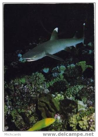 Carte Postale - REQUIN Aileron Blanc Du Lagon - Fish & Shellfish