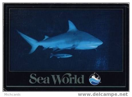 Carte Postale - REQUIN (rencontre à Sea World) - Fish & Shellfish