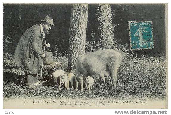 En Périgord , Recherche De Truffes, L'apprentissage De Toute La Famille - Schweine