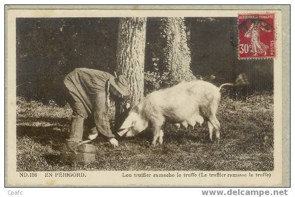 En Périgord ,le Truffier Ramasse La Truffe - Cerdos